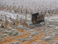 vignes (19).JPG